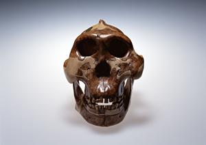 歯科医師の信頼できるサポートに満足できる歯医者